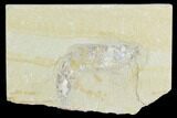 Cretaceous Fossil Shrimp - Lebanon #123985-1